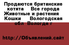 Продаются британские котята  - Все города Животные и растения » Кошки   . Вологодская обл.,Вологда г.